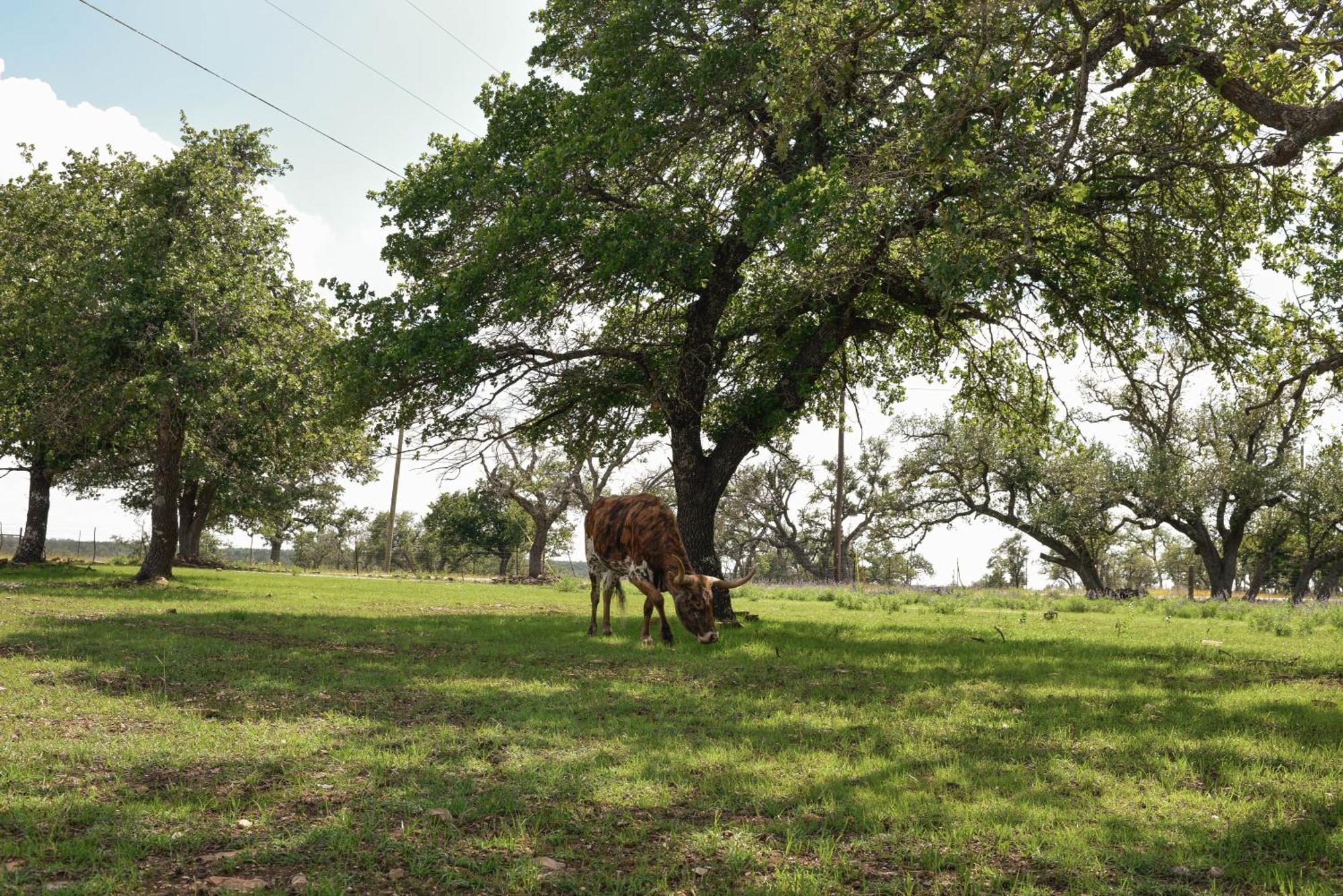 Best Little Fredericksburg Texas Bed And Breakfast Exterior foto